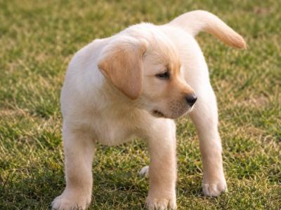 Cream Labrador pups for sale