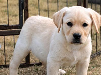Cream Labrador pups for sale