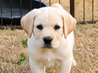 Cream Labrador puppies for sale in Kilkenny