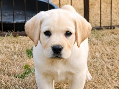 Cream Labrador puppies for sale in Kilkenny