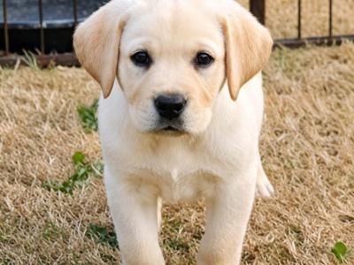 Cream Labrador pups for sale