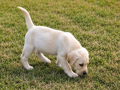 Cream Labrador pups for sale