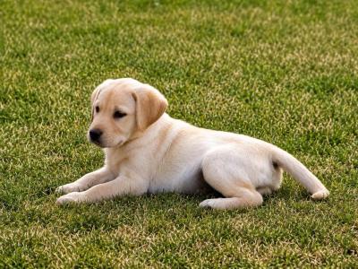 Cream Labrador pups for sale