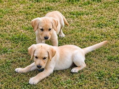 Cream Labrador pups for sale