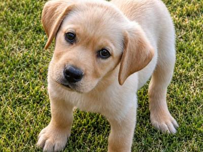 Cream Labrador pups for sale