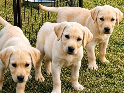 Cream Labrador pups for sale