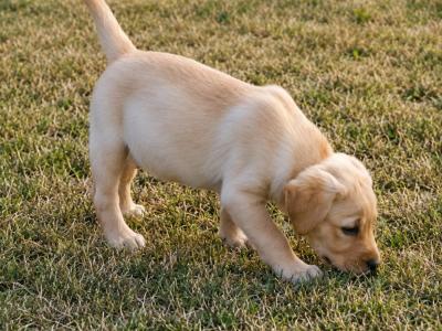 Cream Labrador pups for sale