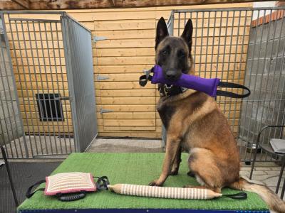 Belgian malinois for stud