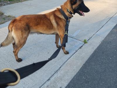 Belgian malinois for stud
