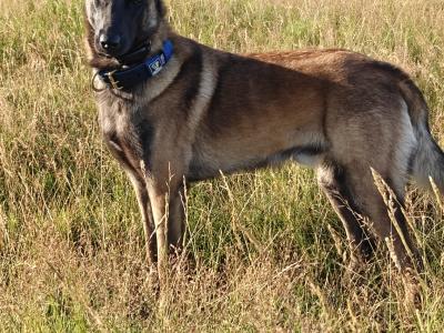 Belgian malinois for stud