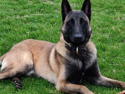 Belgian Malinois for stud in Sligo