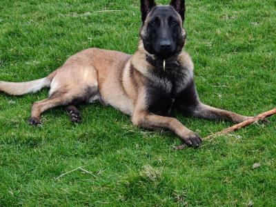 Belgian malinois for stud