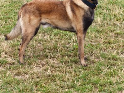Belgian malinois for stud