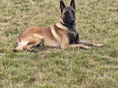 Belgian malinois for stud