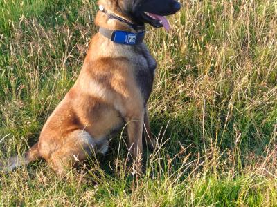 Belgian malinois for stud