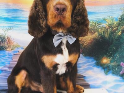 Gorgeous Cocker Spaniel for stud in Westmeath