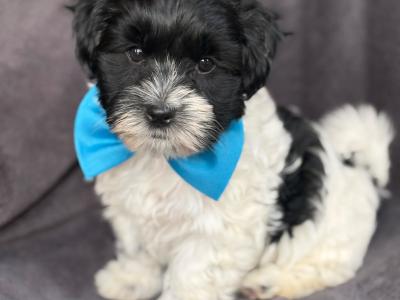 Adorable Maltipoo puppies 🐾 in Kildare