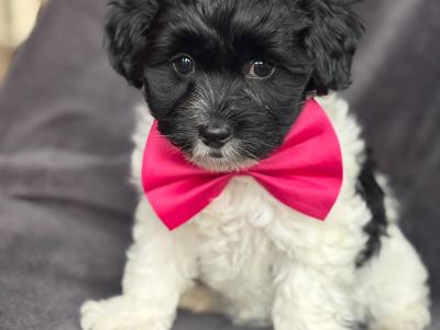 Adorable Maltipoo puppies 🐾 in Kildare
