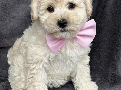 Adorable Maltipoo puppies 🐾 in Kildare