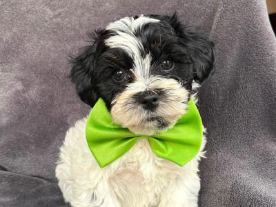 Adorable Maltipoo puppies 🐾 in Kildare