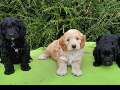 Beautiful  Cockapoo puppies available in Waterford 🐶