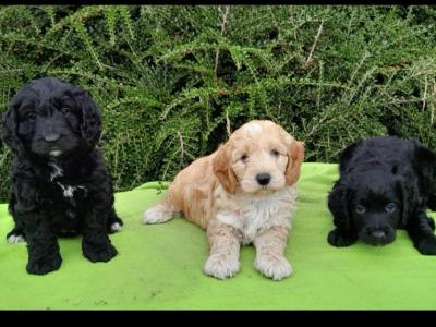 Beautiful  Petite Cockapoo Puppies Available 🐶