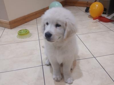 Joey is a male Golden Retriever puppy in Galway