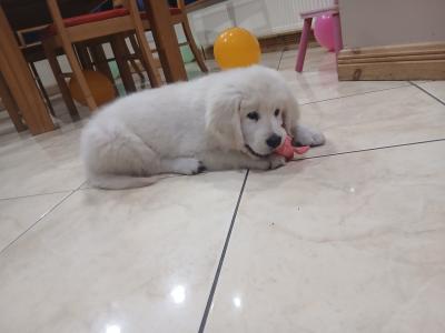 Joey is a male Golden Retriever puppy in Galway