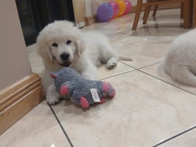 Joey is a male Golden Retriever puppy in Galway