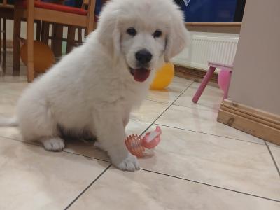 Joey is a male Golden Retriever puppy in Galway