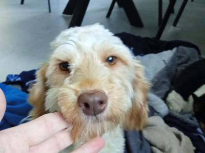 5 Cockapoo pups