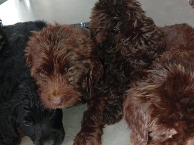 5 Cockapoo pups