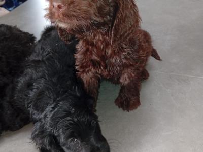 5 Cockapoo pups