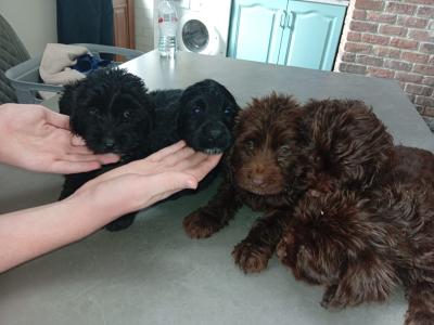 5 Cockapoo pups