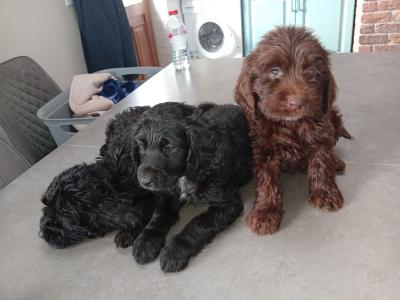 5 Cockapoo pups