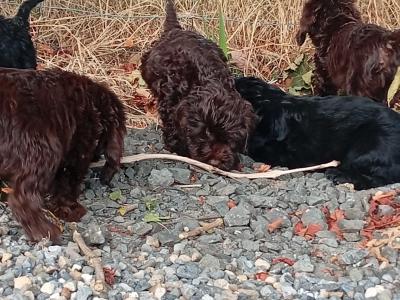 5 Cockapoo pups