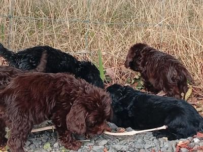 5 Cockapoo pups