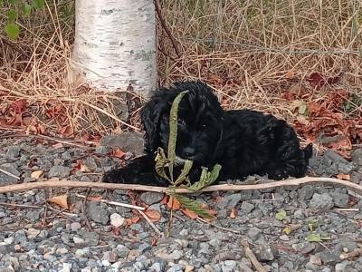 5 Cockapoo pups