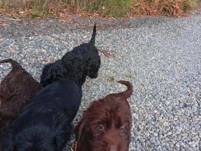 5 Cockapoo pups
