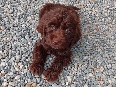 5 Cockapoo pups