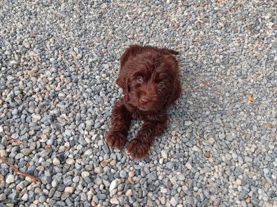 5 Cockapoo pups