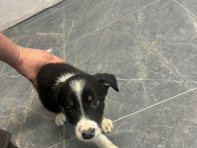 Border Collie pups