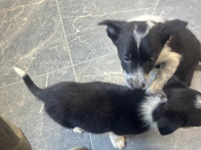 Border Collie pups