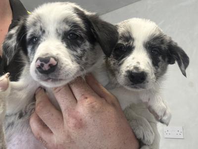Border Collie pups