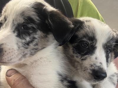 Border Collie pups