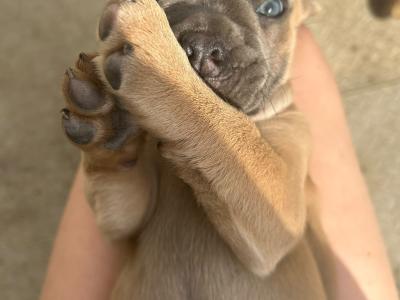 Bulldog x French bulldog pups ready for new home