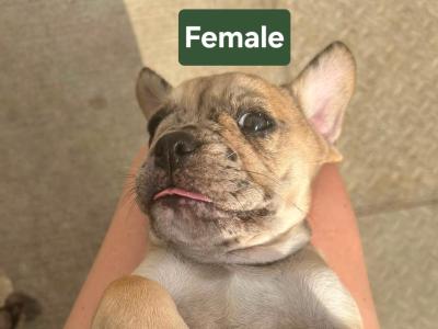 Bulldog x French Bulldog puppies ready for new home