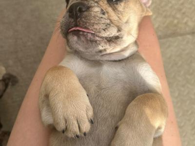 Bulldog x French bulldog pups ready for new home