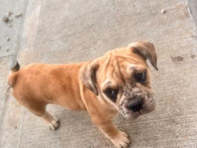 Bulldog x French bulldog pups ready for new home