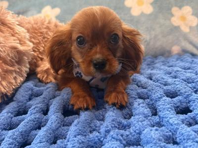 Cavalier King Charles Spaniel male puppies